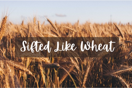 sifted like wheat, intercessory prayer